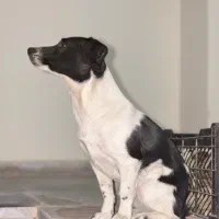 سگ پا کوتاه|سگ|گلپایگان, |دیوار