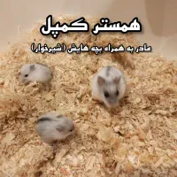 همستر کمپل همراه نوزاد شیرخوار|موش و خرگوش|تهران, امامت|دیوار