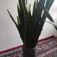 گل سانسوریا سالم وسرحال|گل و گیاه طبیعی|اردبیل, |دیوار