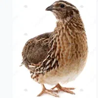 جوجه