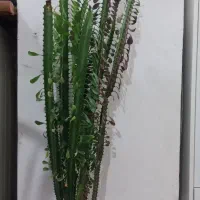 افوربیای قرمز وسبز