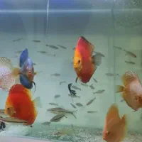 آکواریوم دیسکس