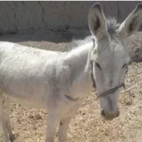 خر دوسال  نر