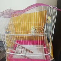 یک جفت عروس هلندی