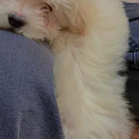 سگ شیتزو تریر