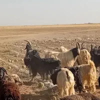 فروشچندراسدوبروبزغالهدوبری|حیوانات مزرعه|فرمهین, |دیوار