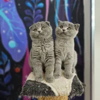 بچه گربه اسکاتیش و بریتیش