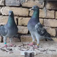 کبوتر مسابقه و مسافتی