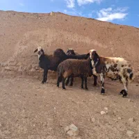 ۴ راس قوچ و بره قوچی|حیوانات مزرعه|تربتحیدریه, پائین ولایت|دیوار