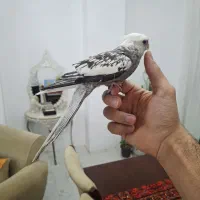 طوطی عروس آرام