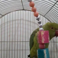 طوطی ملنگو ماده زیبا