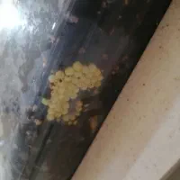 فروش حلزون و تخم حلزون|خزنده|شیراز, ریشمک|دیوار