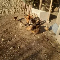 مرغ وخروس|حیوانات مزرعه|بیلوار, |دیوار