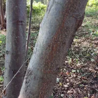 فروش درخت توسکا