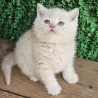 بچه اسکاتیش ماده لانگ هیر