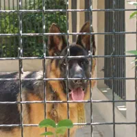 سگ ژرمن شپرد نر درجه یک نگهبان