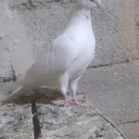 کبوتر نوک ریز|پرنده|رزن, |دیوار