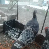 یک عدد بوقلمون روستایی تخمگذار