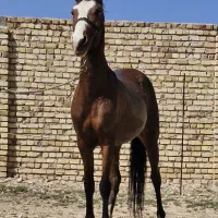 اسب مادیان ترکمن اصیل