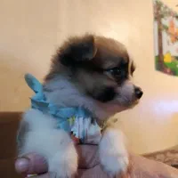 توله پامر کوچولو