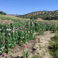 بذر|گل و گیاه طبیعی|کوهدشت, |دیوار