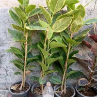 فروش انواع گلهای آپارتمانی با بهترین کیفیت|گل و گیاه طبیعی|کازرون, |دیوار