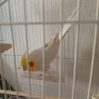 عروس هلندی