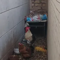 مرغ و خروس