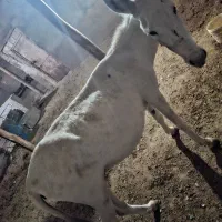 خر ماده آروم اما نمیدونم گوسفندیه یا ن
