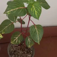 گل طبیعی|گل و گیاه طبیعی|زنجان, |دیوار