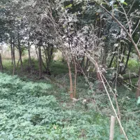 زمین ۳۴۰متر کاملا مسکونی باسند نزدیک شهر|فروش زمین و ملک کلنگی|صومعه‌سرا, |دیوار