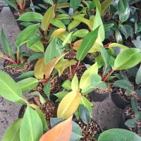 فیلودندرون پرتقالی|گل و گیاه طبیعی|تهران, عباسآباد|دیوار