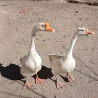 قوغاز|حیوانات مزرعه|صومای برادوست, |دیوار