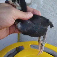 جوجه لاری
