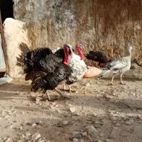 بوقلمون محلی نر و ماده