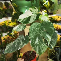 گیاه ماسنترا بورسیجیانا ابلق برگ انجیری سفید|گل و گیاه طبیعی|رشت, دروازه لاکان|دیوار