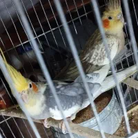 یک جفت عروس هلندی