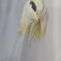 عروس هلندی|پرنده|گلستان (تهران), |دیوار