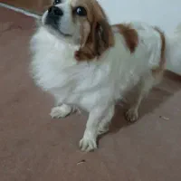 سگ طرح پامرین بسیار حرف گوش کن