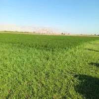 شیر ماست گوسفندی