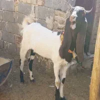 بزغاله ماده پاکستانی پتیری بز|حیوانات مزرعه|کاشمر, |دیوار