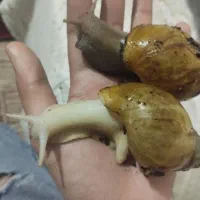 ۱۲ عدد حلزون .مناسب برای حلزون تراپی|خزنده|طرقبه, |دیوار