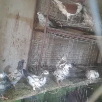 ۲۸تا کبوتر باجوجه وتخم ۳ت