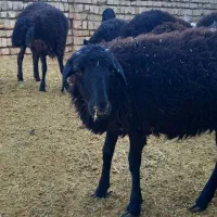 گوسفند .بره .شیشک .بزغاله|حیوانات مزرعه|قم, قلعه صدری|دیوار