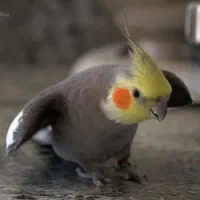 عروس هلندی گم شده