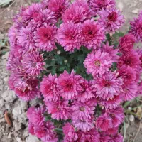 بافت انواع پادری لیف کوسن