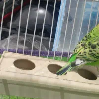 مرغ عشق|پرنده|کرمان, |دیوار