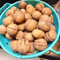 مغز گردو و گردو|خوردنی و آشامیدنی|محمدیه-قزوین, |دیوار