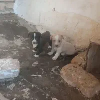 توله پاپی اصل