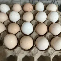 تخم نطفه دار مرغ محلی